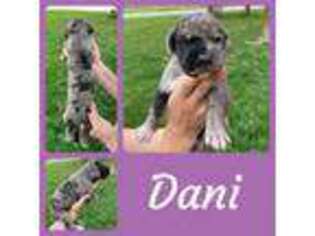 Great Dane Puppy for sale in Lafayette, IN, USA