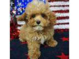 Mutt Puppy for sale in Norwood, MO, USA