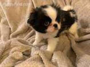 Mutt Puppy for sale in Davisville, MO, USA