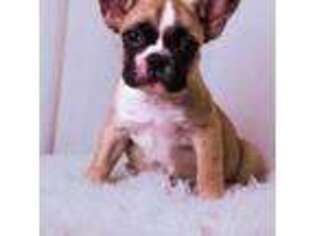 French Bulldog Puppy for sale in Cave Creek, AZ, USA
