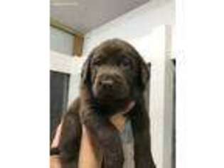 Labrador Retriever Puppy for sale in Hialeah, FL, USA