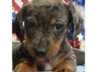 Dachshund Puppy for sale in Lyles, TN, USA