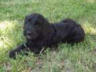 Goldendoodle Puppy for sale in Neosho, MO, USA