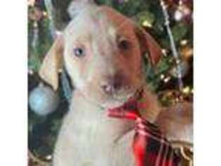 Labrador Retriever Puppy for sale in Concord, NC, USA