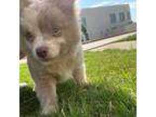Chihuahua Puppy for sale in Plano, TX, USA