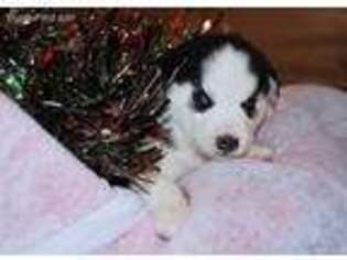 Siberian Husky Puppy for sale in Salida, CO, USA