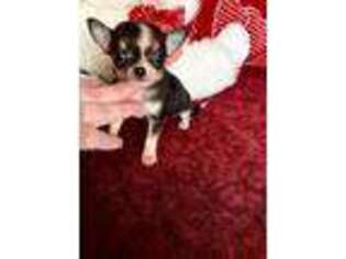 Chihuahua Puppy for sale in Lawrence, KS, USA