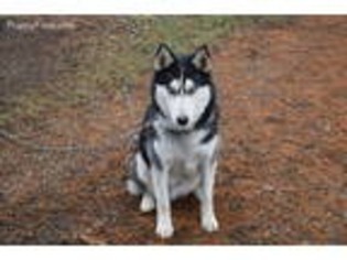 Siberian Husky Puppy for sale in Seaman, OH, USA
