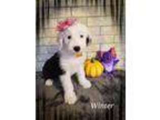 Old English Sheepdog Puppy for sale in Dubuque, IA, USA