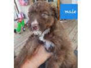 Mutt Puppy for sale in Kings Mountain, KY, USA