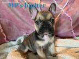 French Bulldog Puppy for sale in Minden, NV, USA