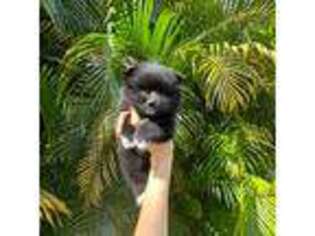 Pomeranian Puppy for sale in Jupiter, FL, USA