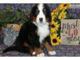 Bernese Mountain Dog Puppy for sale in Wichita, KS, USA