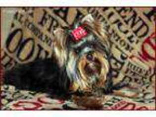 Yorkshire Terrier Puppy for sale in Hemphill, TX, USA