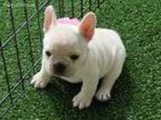 French Bulldog Puppy for sale in Oxford, MS, USA