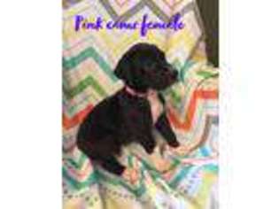 Great Dane Puppy for sale in Social Circle, GA, USA