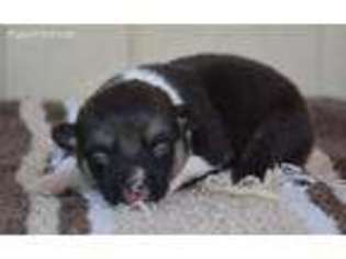 Pembroke Welsh Corgi Puppy for sale in Bonham, TX, USA