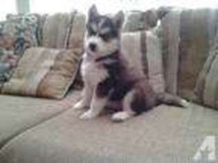 Siberian Husky Puppy for sale in KATY, TX, USA
