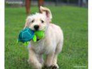 Labradoodle Puppy for sale in Norman, OK, USA