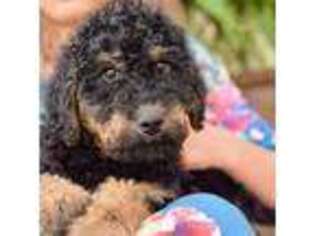 Airedale Terrier Puppy for sale in Cookeville, TN, USA