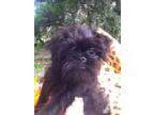 Brussels Griffon Puppy for sale in HUDSON, FL, USA