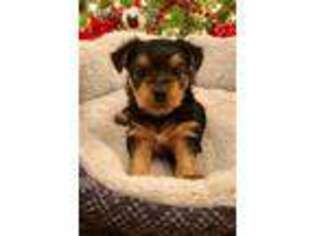 Yorkshire Terrier Puppy for sale in Swainsboro, GA, USA