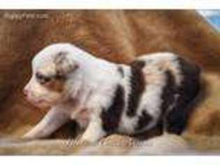 Australian Shepherd Puppy for sale in Georgetown, TX, USA