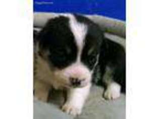 Pembroke Welsh Corgi Puppy for sale in Keenesburg, CO, USA