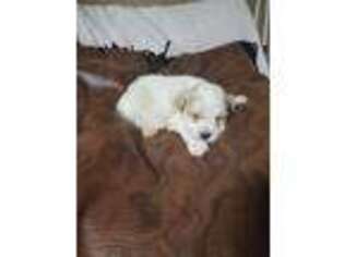 Cavapoo Puppy for sale in Locust, NC, USA