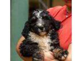 Mutt Puppy for sale in Middleburg, VA, USA