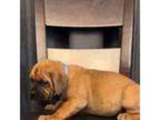 American Bull Dogue De Bordeaux Puppy for sale in Spring, TX, USA