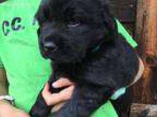 Newfoundland Puppy for sale in Rome, PA, USA