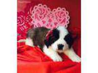 Saint Bernard Puppy for sale in Little Falls, NY, USA