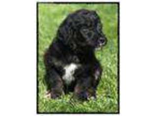 Mutt Puppy for sale in Syracuse, UT, USA