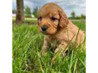 Cavapoo Puppy for sale in Sandpoint, ID, USA
