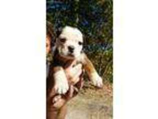 Bulldog Puppy for sale in Atwater, OH, USA