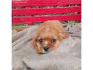 Cavalier King Charles Spaniel Puppy for sale in Mc Clure, PA, USA
