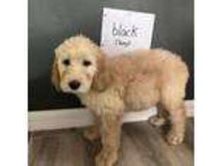 Labradoodle Puppy for sale in Deland, FL, USA
