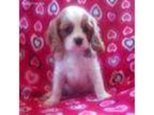 Cavalier King Charles Spaniel Puppy for sale in Stockton, NJ, USA