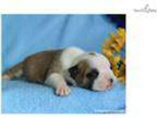 Bulldog Puppy for sale in Lexington, KY, USA