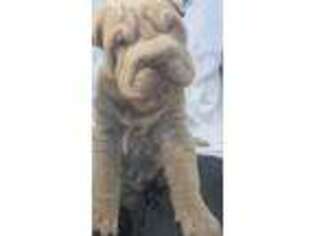 Mutt Puppy for sale in Boyne City, MI, USA
