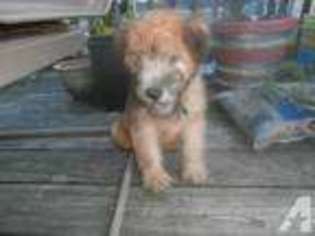 Soft Coated Wheaten Terrier Puppy for sale in WARREN, OH, USA
