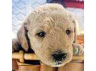 Goldendoodle Puppy for sale in Deland, FL, USA