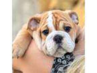 Bulldog Puppy for sale in Kennewick, WA, USA