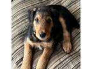 Airedale Terrier Puppy for sale in Absarokee, MT, USA