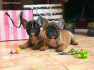 French Bulldog Puppy for sale in Rosedale, MD, USA