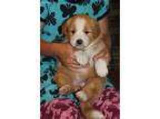 English Shepherd Puppy for sale in Marion, WI, USA