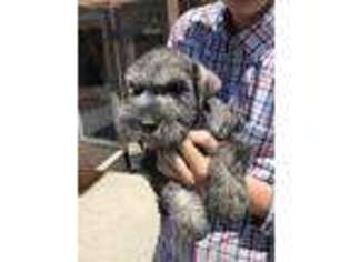 Mutt Puppy for sale in Fowler, CO, USA