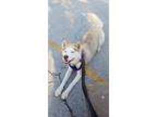 Siberian Husky Puppy for sale in Momence, IL, USA
