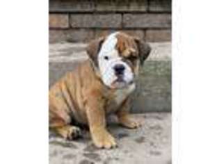 Bulldog Puppy for sale in Stuarts Draft, VA, USA